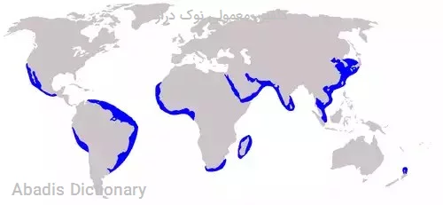 دلفین معمولی نوک دراز